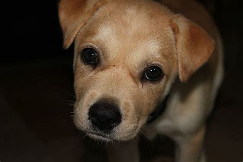 Hd Wallpaper Puppy Sad Cute Unhappy Dog Dogs Labrador Adorable
