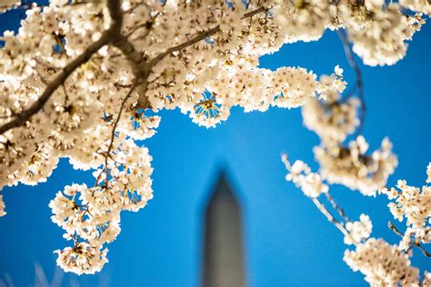 Dc Cherry Blossom Watch Update April 3 2019