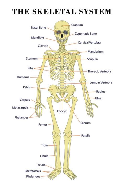 The Skeletal System Anatomical Chart Scientific Poster Print Print