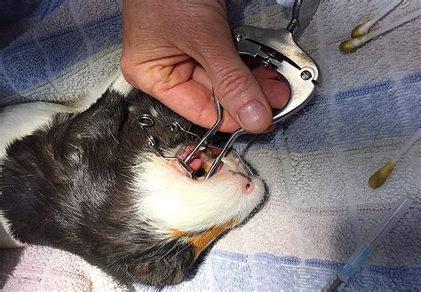 If you are still unsure why your cat is drooling it's best to get them checked by a vet. Case Study: Guinea Pig Dental | Casey & Cranbourne ...