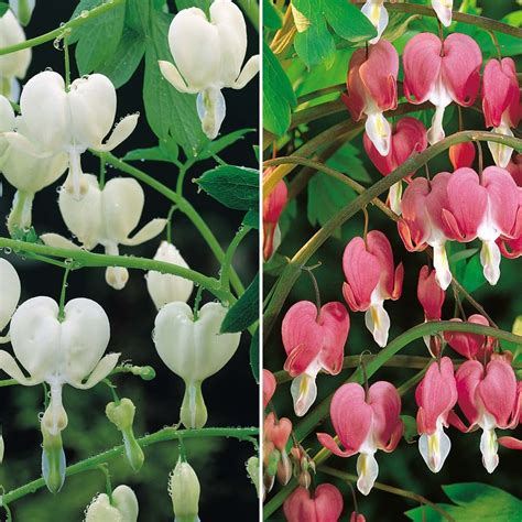 Bleeding Heart Collection Pink And White Herbaceous Border Plants