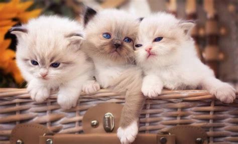 3 Super Cute Kittens Raww