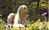 A person from afghanistan or of afghan descent. Pets: Afghan Hound