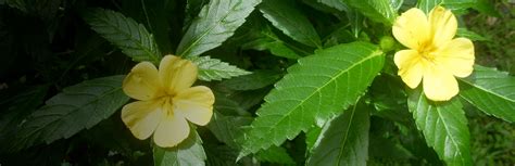 Damiana, Turnera diffusa - Happy Herb Company