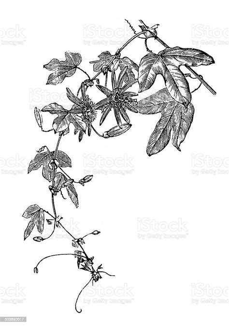 Antikes Illustration Passiflora Caerulea Stock Vektor Art Und Mehr