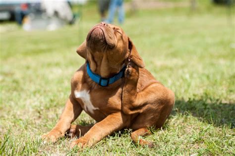 It is usually localized to one or two spots, but can spread all over the dog's body. Does your dog have allergies?