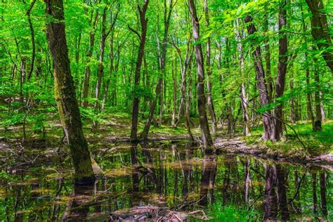 Premium Photo Small Swamp In A Green Forest