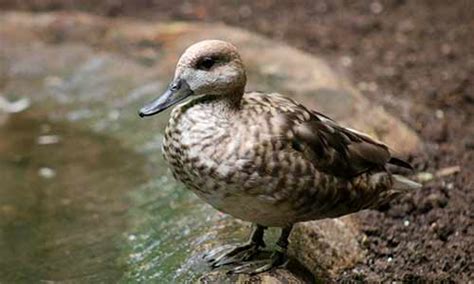 Marbled Teal Duck Franklin Park Zoo