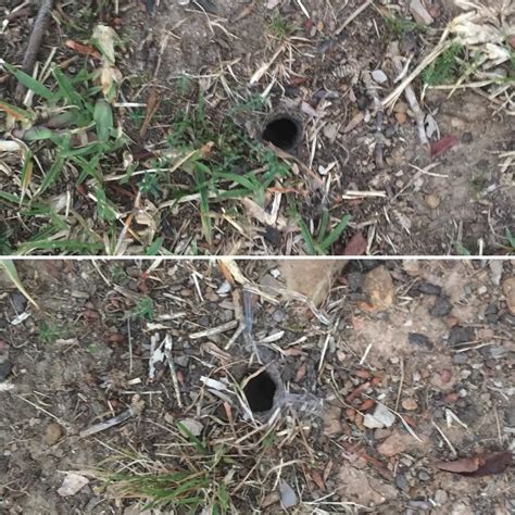 What Unholy Thing Is Digging These Holes In My Backyard Rsydney