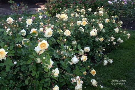 (ausbaker) english climbing rose bred by david austin. PlantFiles Pictures: English Rose, Austin Rose 'Teasing ...