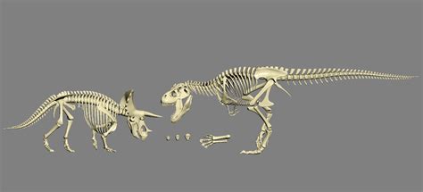 Finding all dinosaur bones in rdr2 is needed for 100% completion. Dinosaur Bones 3D model Download for Free