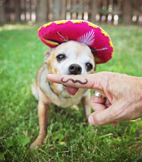 Chihuahua With Sombrero Hat — Stock Photo © Graphicphoto 53621447
