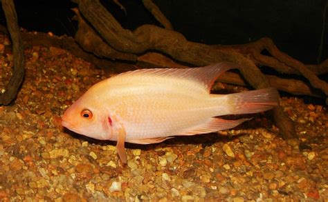 Amphilophus Labiatus Red Devil — Seriously Fish