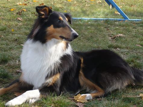They are an excellent choice as a family dog and get along with other pets. Collie - Hunderasse C - Hundeseite.de