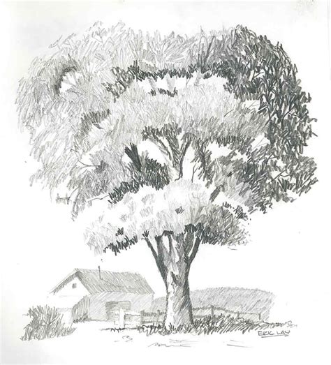 How To Draw Trees With Pencil Shading Maikensmat