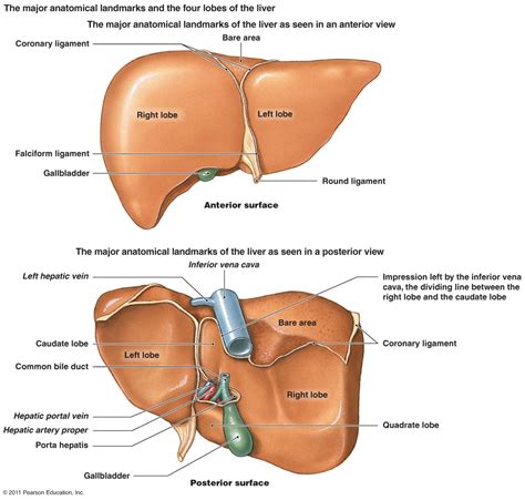 abdomen solid viscus liver ranzcrpart1 wiki fandom powered by wikia