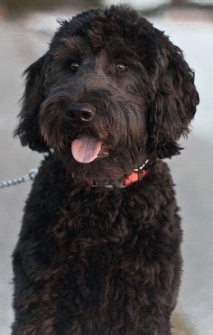 Find a dose of inspiration on the most attractive medium length hairstyles. Black Goldendoodle, I'm obsessed with them! This is what ...