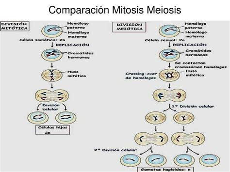 Ppt Comparación Mitosis Meiosis Powerpoint Presentation Free