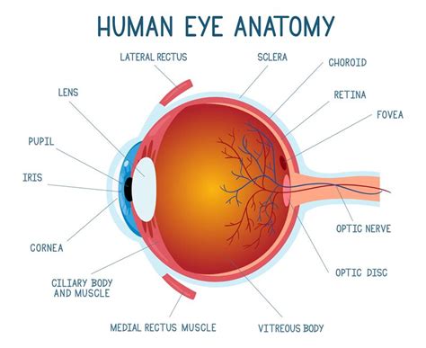 Cartoon Eye Anatomy Scheme Human Eye Ball Infographic Eyeball Inner