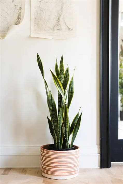 Everything About Growing Snake Plant Indoors Easy House Plants