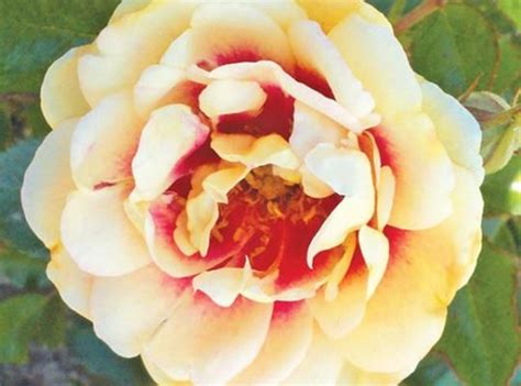 Alternative cultivar names petal count: Eyeconic® Lychee Lemonade | Star Roses & Plants 1.5' x 1.5 ...