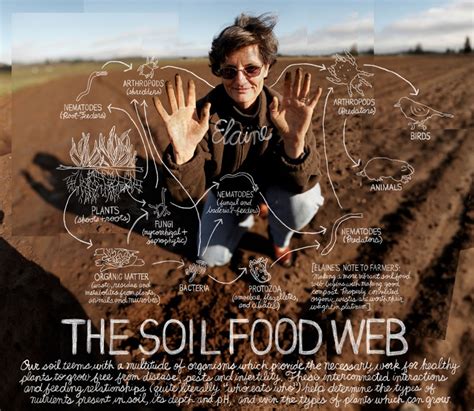 The Foodweb In Compost By Dr Elaine Ingham Groundgrocer