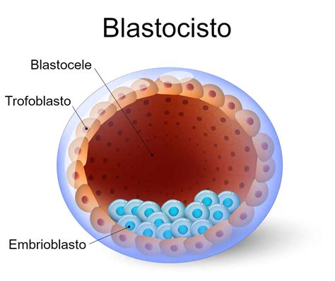 Blastula o Blastocisto Embriología Definiciones y conceptos