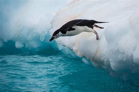 Photos Chinstrap Penguin Ice Jump Water Animals