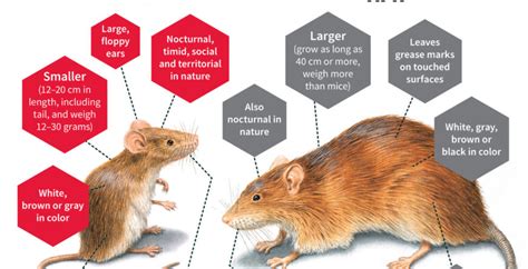 Rat Vs Mouse Rattic Pest Control London
