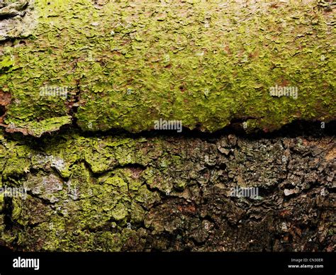Tree Bark Stock Photo Alamy