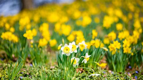 White Yellow Daffodils Flowers Field In Yellow Flowers Blur Background