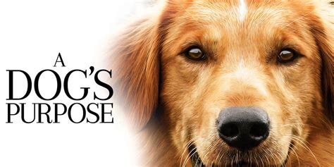 A Dogs Purpose Book Series Ellies Story A Dogs Purpose Novel A
