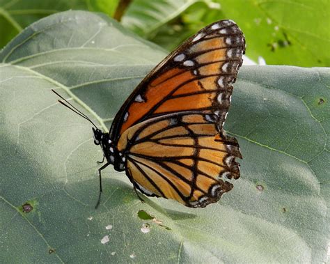 Maryland Butterflies
