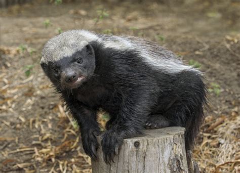 Are You A Badass Honey Badger In Business