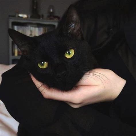 22 Razones Por Los Que Los Gatos Negros Son Las Mejores Mascotas Para