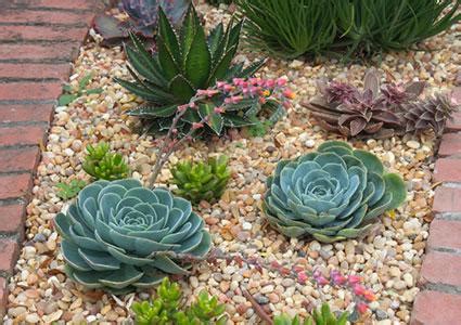 Ten ways to incorporate succulents into your front or backyard by what makes succulents such incredible landscape plants is their unique forms and textures. Landscaping Garden Design With Succulents | LoveToKnow