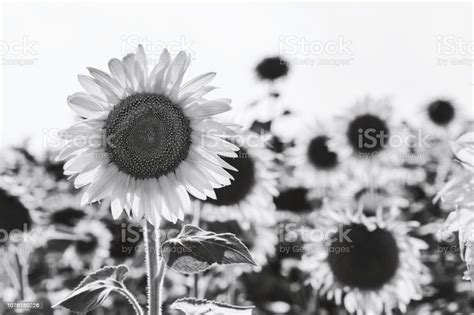 Take a look at our selection and order yours today. Best Black And White Sunflower Stock Photos, Pictures & Royalty-Free Images - iStock