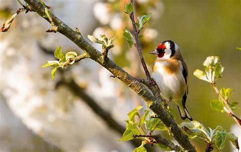How To Attract Goldfinches To Your Garden How To Gardening Uk