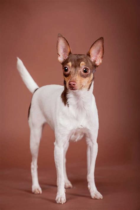 Toy Fox Terrier Dog Breed Everything About Mini Fox Terriers