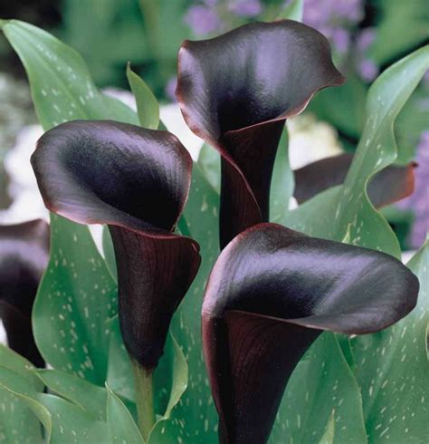 Black Flowers And Plants To Add Drama To Your Garden Flowery