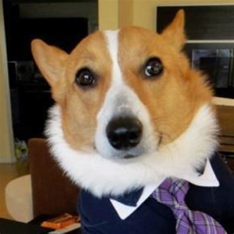 Subscribe to our channel for. The 14 Funniest Examples of the Lawyer Dog Meme from Memes ...