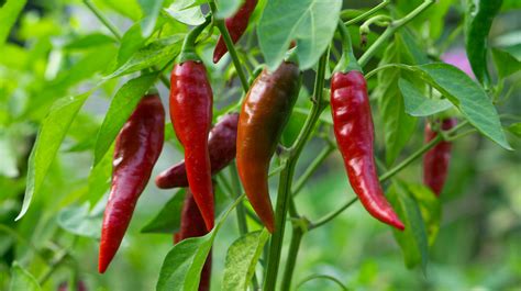 20 Types Of Peppers That Will Set Your Mouth On Fire