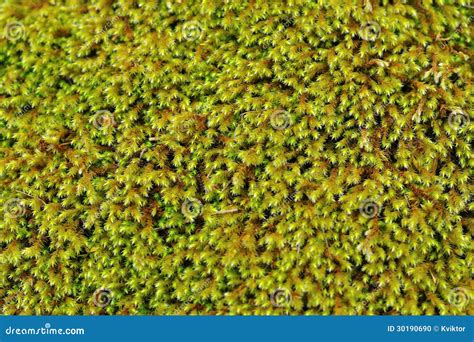 Green Moss Background Stock Photo Image 30190690