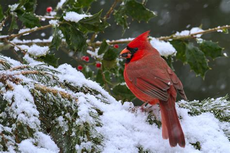 🔥 43 Cardinals In Snow Wallpaper Wallpapersafari