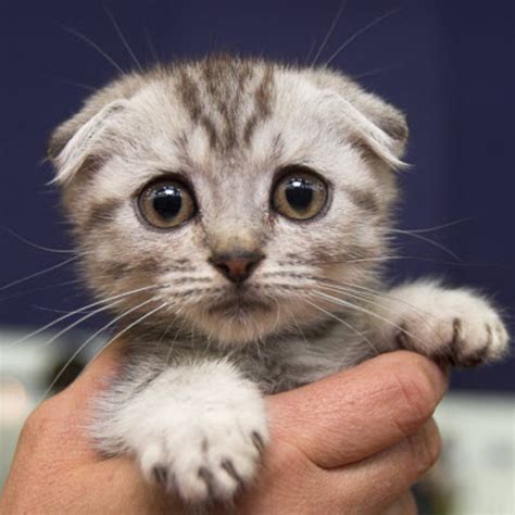 Scottish Fold Kitten 19th October 2015 We Love Cats