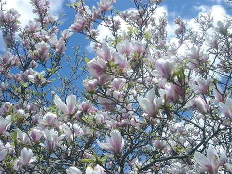 Il ciclamino rispecchia il passaggio dalla primavera all'estate e trasmette un senso di freschezza e leggerezza; Albero Con Fiori Rosa Nome