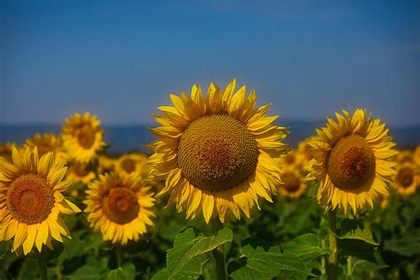 Cheery Sunflowers Photograph By Lynn Hopwood Fine Art America