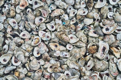 Why You Should Add Oyster Shell To Your Plants Soil Southside Plants
