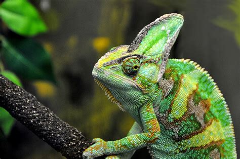 Best Small Pet Lizards Keeping Exotic Pets