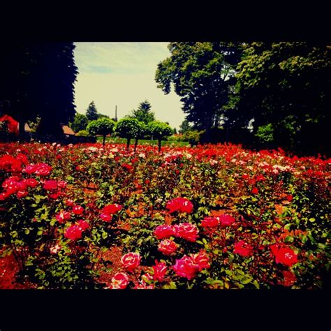 With easy access from interstate 5, peninsula park rose garden is a convenient destination located in portland's historic piedmont neighborhood. Portland Oregon Rose Garden | Summer garden, Oregon ...